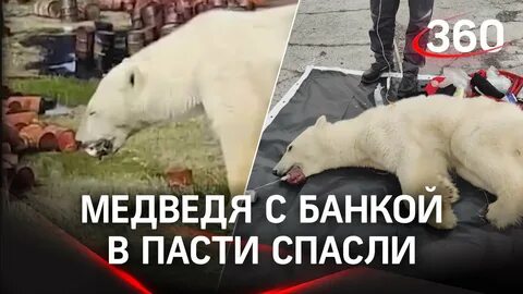 Спасите медведей