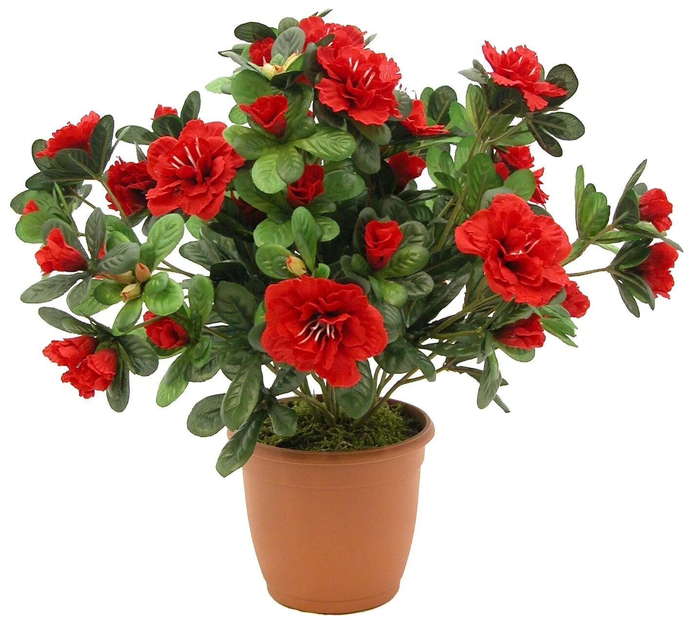 Горшковые цветы. Азалия цветок. Озалис цветок. Азалия цветок красный. Азалия красная комнатная.