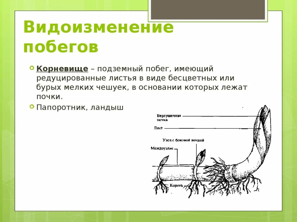 Тест биология видоизменение побегов. Строение видоизмененных побегов корневище. Строение видоизмененных подземных побегов. Видоизмененные подземные побеги корневище. Видоизменённые подземные побеги|побеги.