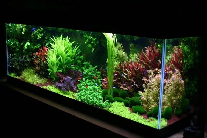 Красивые аквариумы. Большие аквариумы. Рыбки для аквариума. Аквариум fish tank. Правильные аквариумы.