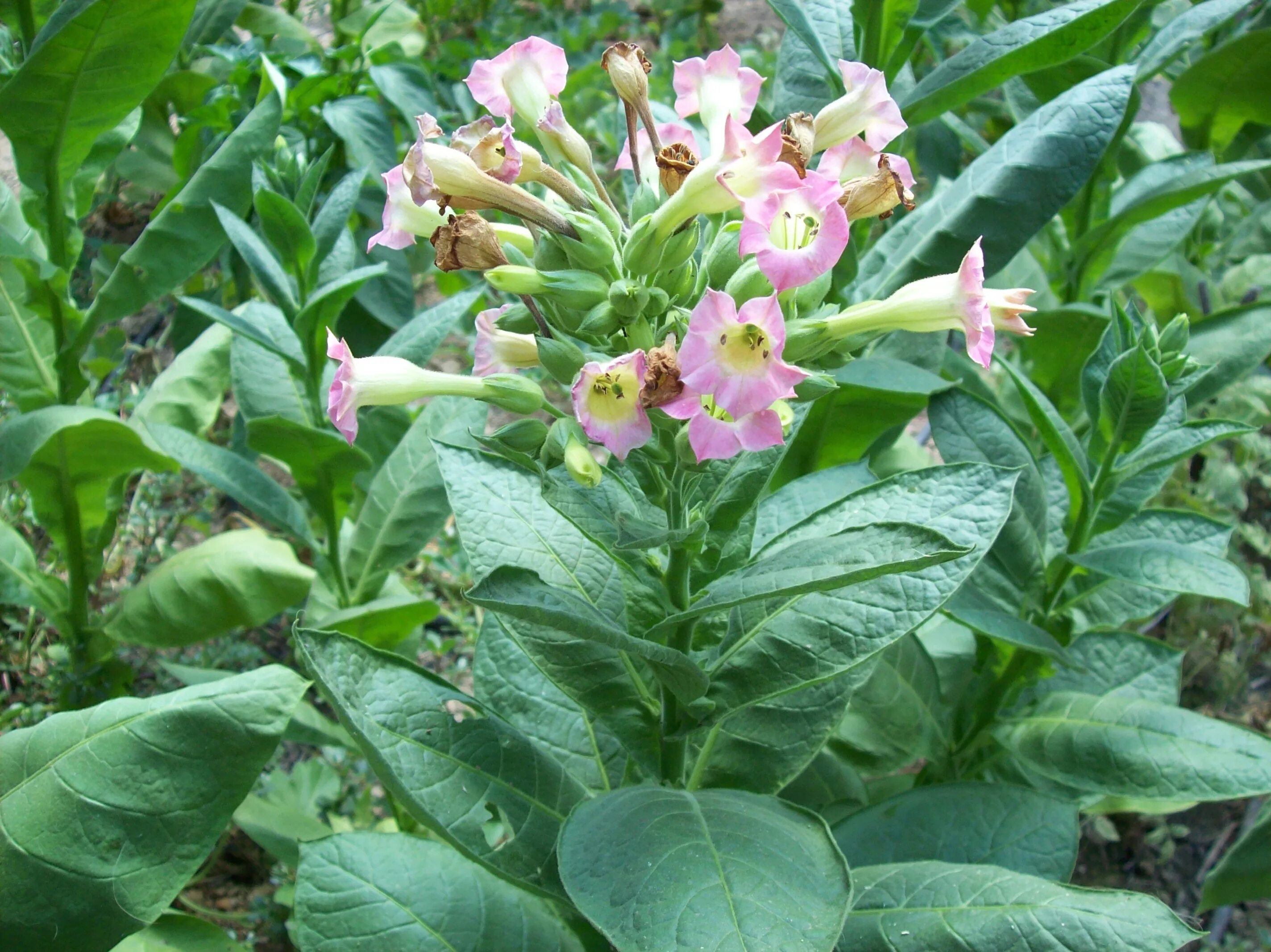 Растения Nicotiana. Табак Nicotiana tabacum. Растение Nicotiana tabacum. Табак махорка (Nicotiana Rustica l.).