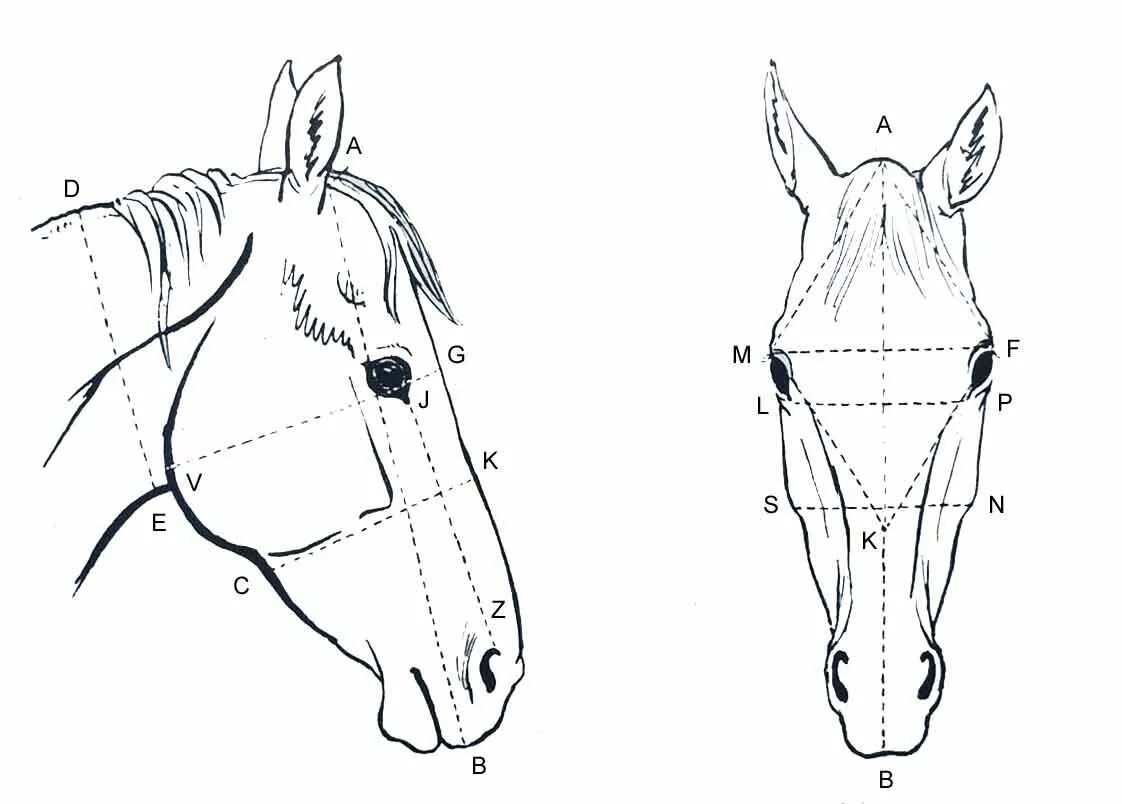 Голова лошади. Лошадь сбоку анатомия. Голова лошади сбоку рисунок. Анатомия морды лошади. Голова лошади спереди.