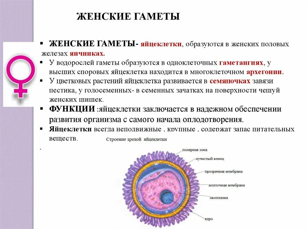 Строение половых клеток гаметогенез. Строение сперматозоида и яйцеклетки таблица. Спорогенез и гаметогенез у цветковых растений. Гаметогенез фазы и характеристика. Какая ботаническая наука изучает процесс оплодотворения