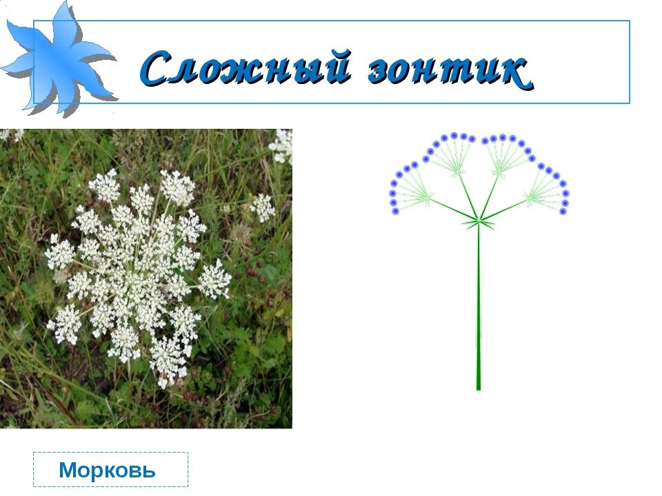 Тип соцветия зонтик примеры растений. Тип соцветия зонтик примеры растений. Примула соцветие. Соцветие зонтик. Строение соцветия сложный зонтик.