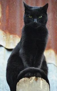 Черный высокий кот