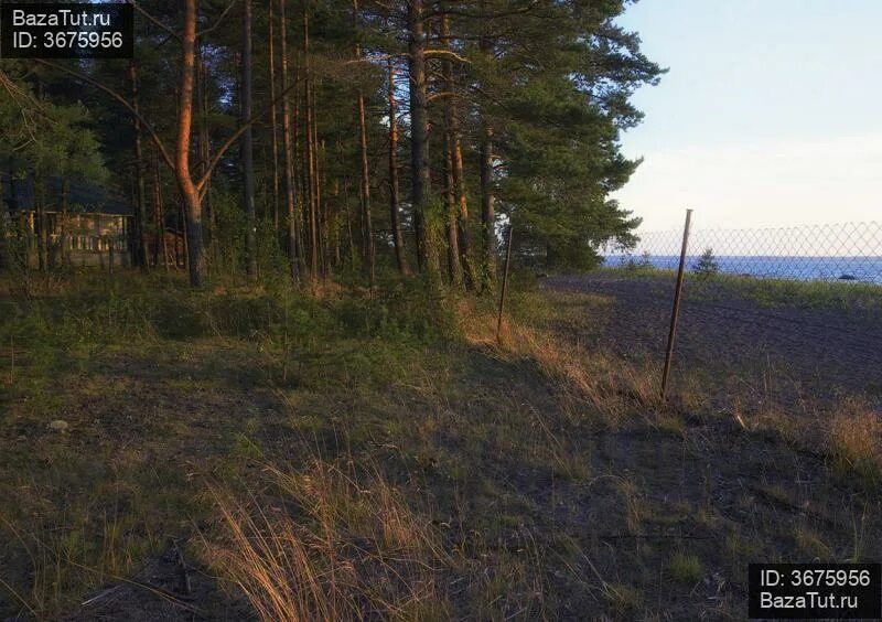 Вязы ленинградская область. Погода вязы ленинградская область. Погода вязы ленинградская область. Черенцово ленинградская область. Поселок вязы.