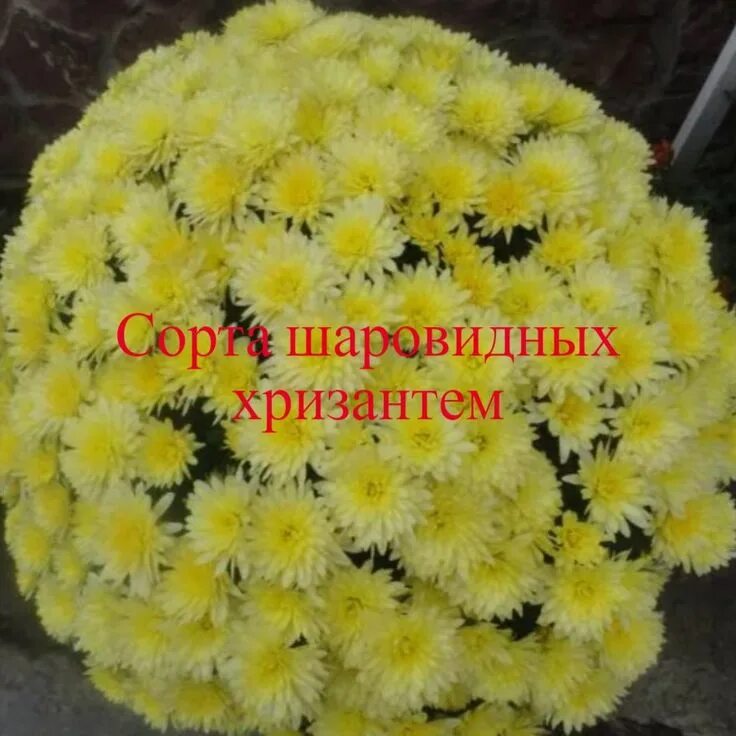 Хризантема мультифлора branbeach. Хризантема мультифлора желтая. Хризантема мультифлора мишель. Хризантема мультифлора помпонная. Хризантема мультифлора микс.