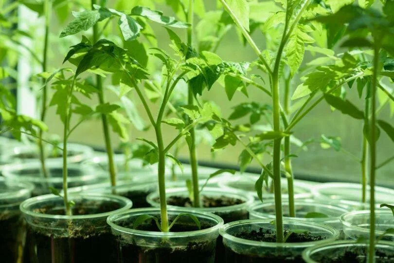 Рассада перца джемини. Помидоры растут. Рассада помидор когда сажать в 2024. Пикировать помидоры черри. Рассада в питательные.