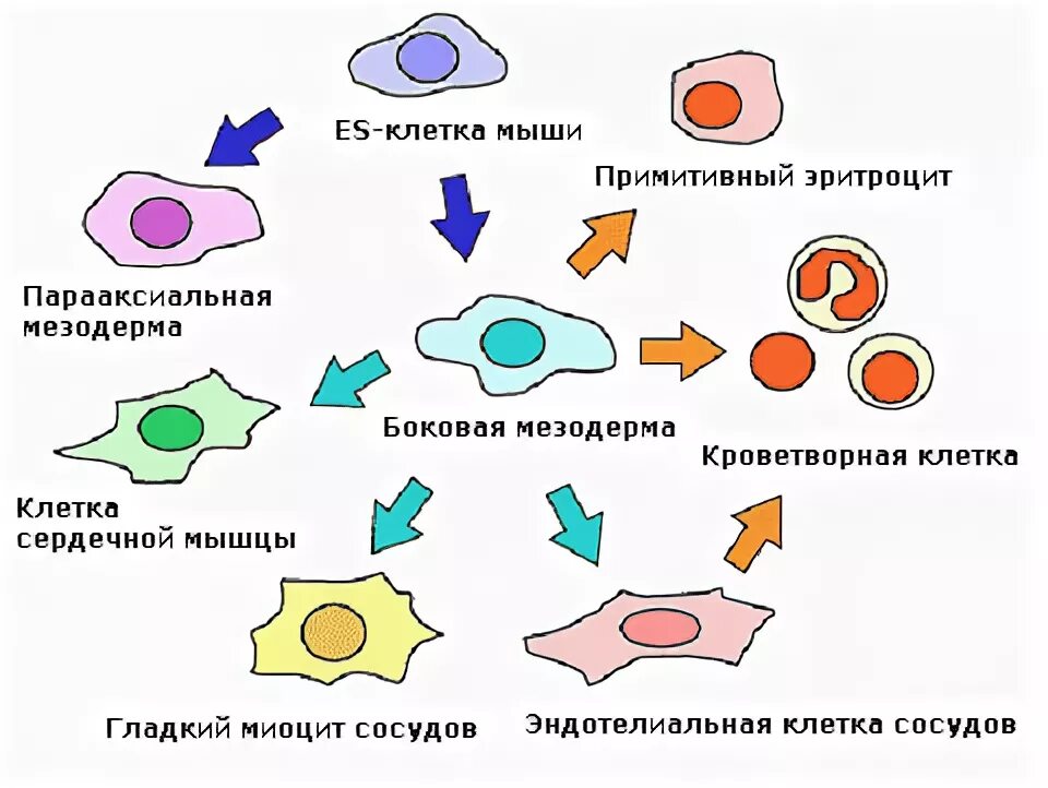 Дифференцированные клетки растений. Дифференциация клеток и тканей это. Дифференцировка клеток схема 10 класс. Процесс дифференциации клеток зародыша.