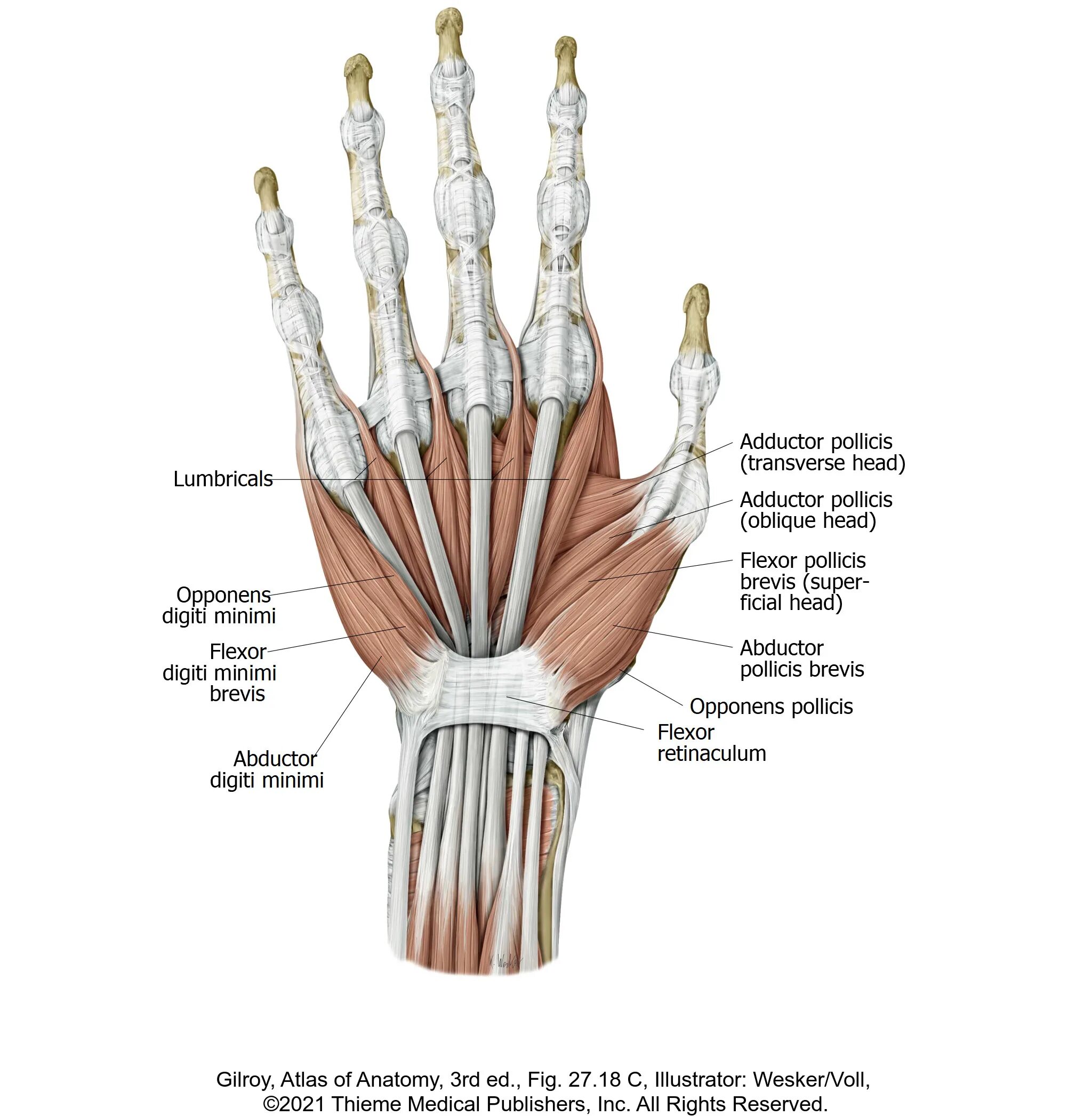 Связки на руке. Мышцы тенара анатомия. Ладонный апоневроз кисти. Анатомия мышц кисти тыльная. Мышцы кисти тыльная поверхность анатомия.