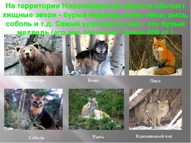 Презентация по географии на тему "Животный мир Новосибирской области" (8 класс) 