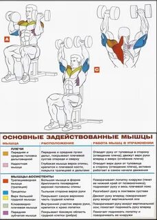 Жим арнольда какие