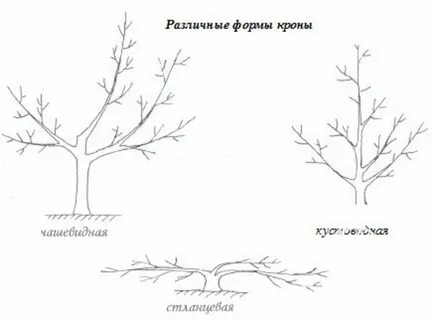 Схема обрезки молодых плодовых деревьев