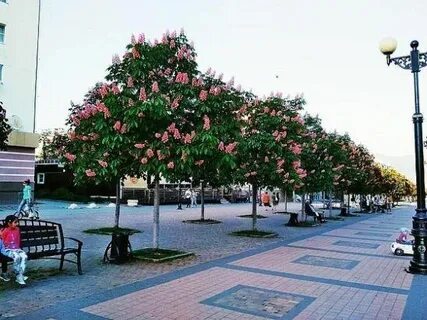 Деревья в новороссийске