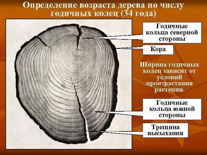 Определить возраст книги. Как определить Возраст древесины. Годичные кольца дерева. Определение Возраст деревя. Годичные кольца Возраст дерева.