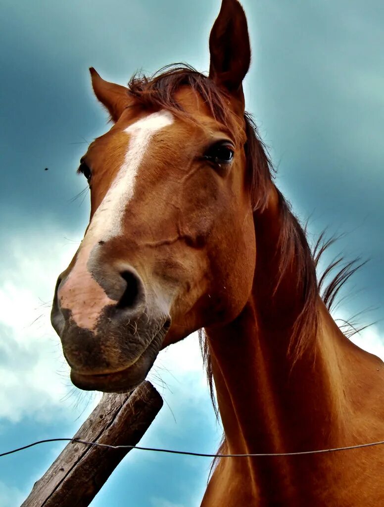 Красивые лошади. Horse download. Horse download. Белая кобыла. Horse download.