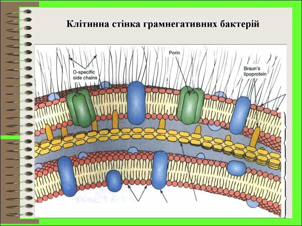 Клетка бактерии клеточная мембрана. Муреиновый слой. Муреиновая оболочка бактерий. Муреиновая клеточная стенка у бактерий. Муреин у бактерий.