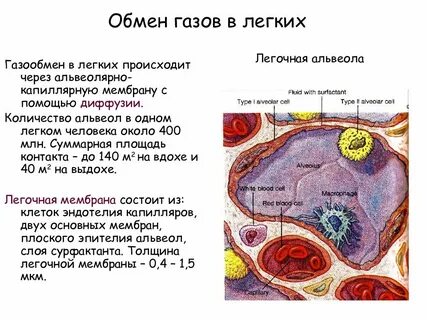 Газообмен происходит в