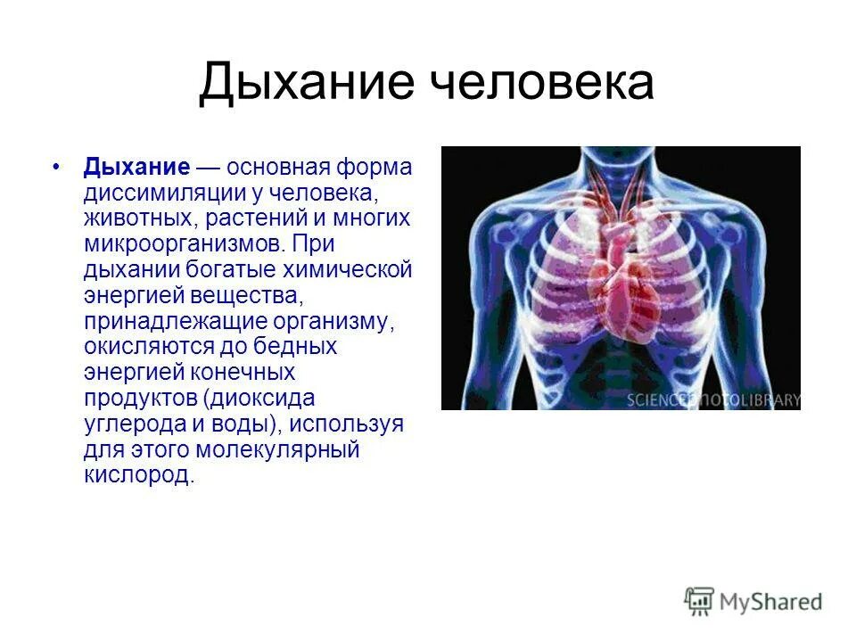 особенности дыхания при различных условиях.