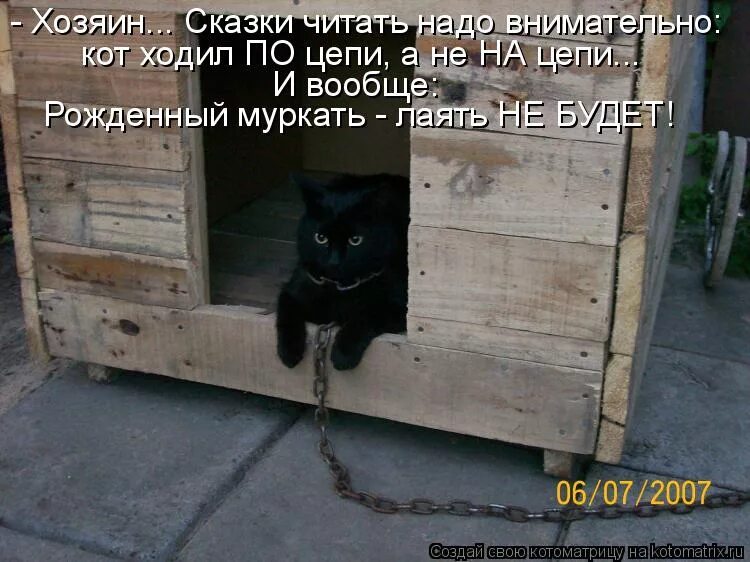 Зачем ты пришла. Кота выгнали. Кошка на цепи в будке. Кот охраняет дом. Прикольный кот в будке.