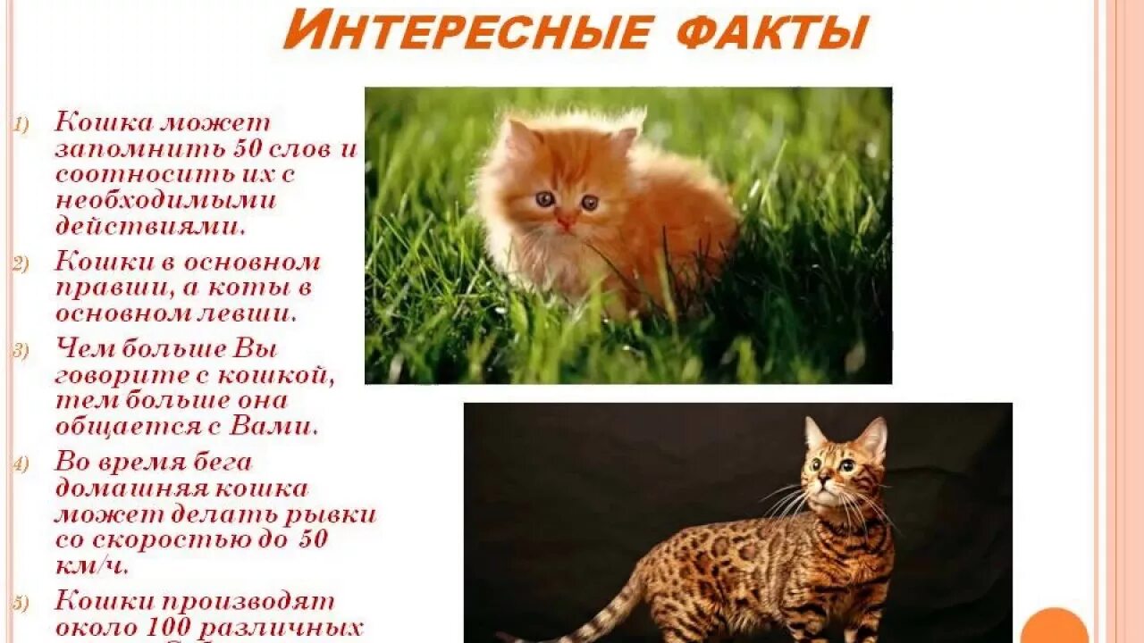 Жизнь кошечек