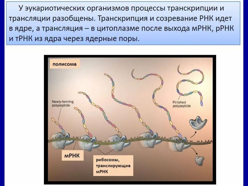 Процесс созревания РНК. Транскрипция у эукариотических организмов идет в. Созревание матричной РНК. Процесс созревания молекулы информационной РНК.