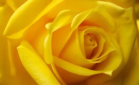 Желтая Роза Картинки - 64 фото