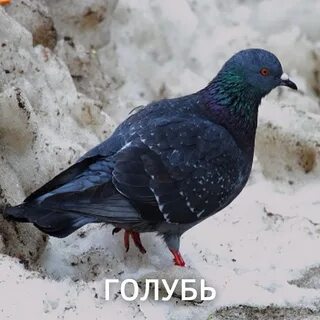 Фото зимующих птиц с названиями