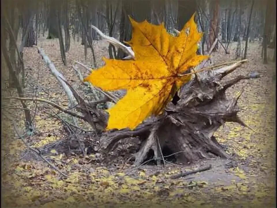 Маршал кленовый лист. Маршал кленовый лист