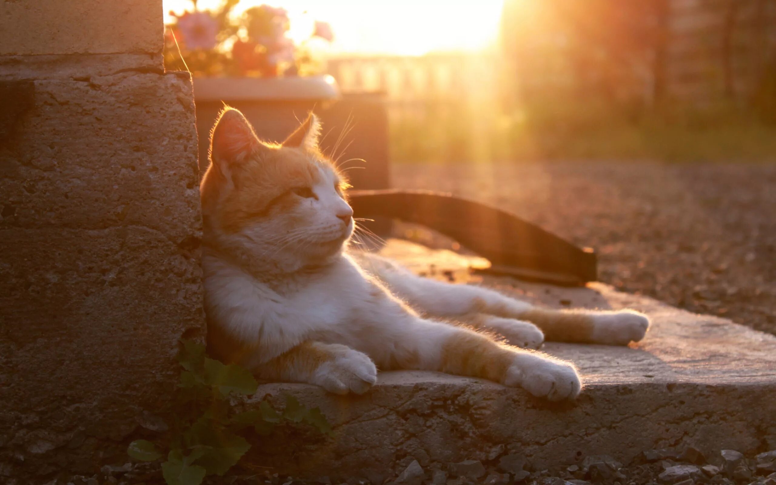 Солнце про тепло. Кот на солнышке. Котик в лучах солнца. Кошка лежит на солнце. Кошка в лучах солнца.