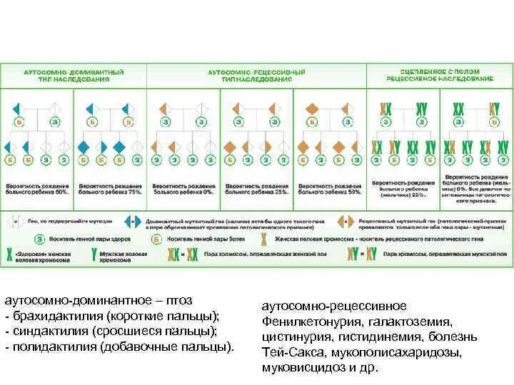 Брахидактилия наследуется. Тип наследования брахидактилии. Брахидактилия Тип наследования и особенности заболевания. Тип наследования брахидактилии Тип с.