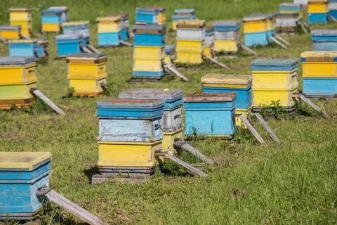 Под пасека