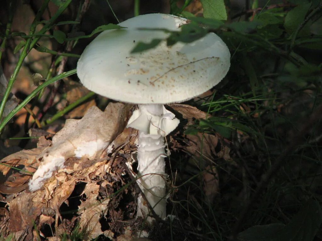 Какие белые поганки. Бледная поганка гриб. Белая поганка гриб. Бледная поганка (Amanita phalloides). Бледная поганка гриб фото.