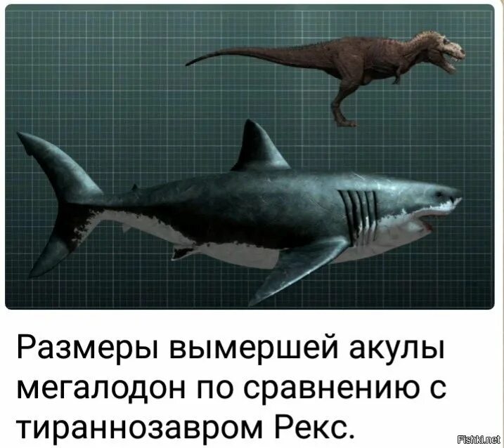 Какой длины акула. Кархародон МЕГАЛОДОН. Отодус МЕГАЛОДОН. МЕГАЛОДОН акула длина и вес. Акула МЕГАЛОДОН рост и вес.