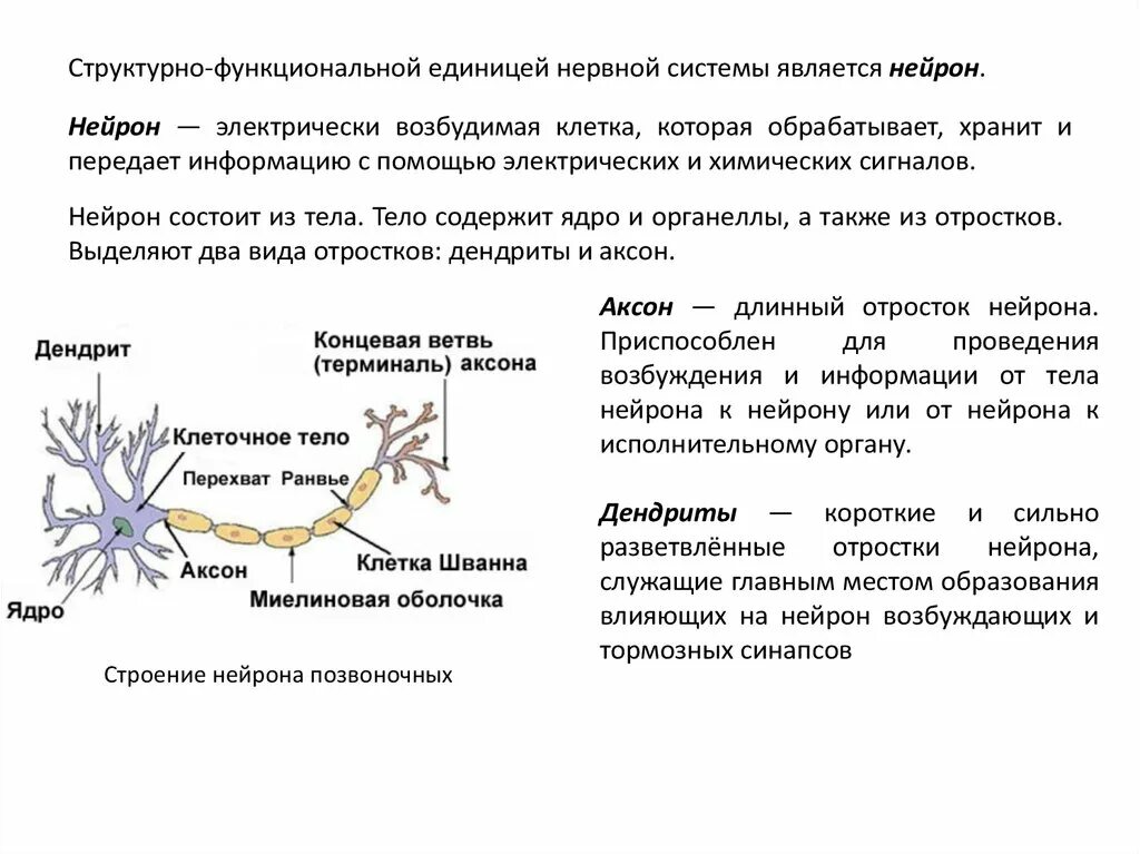 Короткие сильно ветвящиеся отростки. Функциональное строение нервной системы. Строение и классификация нейронов. Нейрон структурно функциональная единица. Структурно-функциональная характеристика нейронов функции.