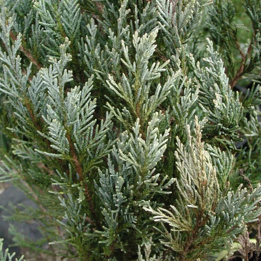 Можжевельник чешуйчатый floreant. Можжевельник andorra variegata. Можжевельник казацкий вариегата. Можжевельник с белыми кончиками. Можжевельник андорра компакта вариегата.