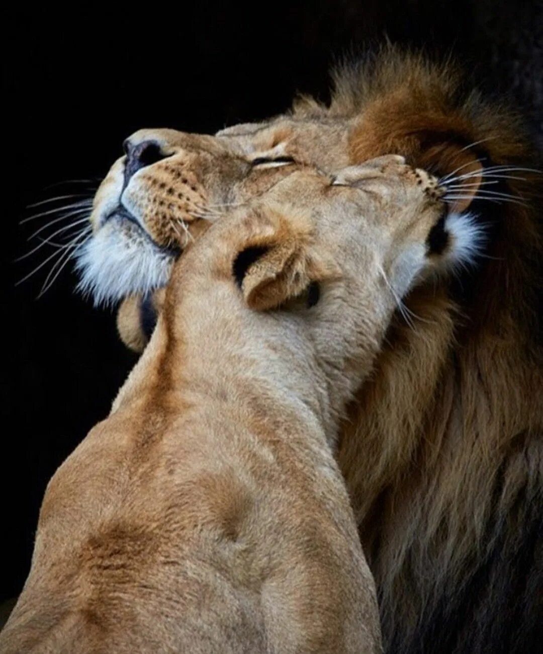 Лев и львица. Влюбленные львы. Львиная любовь. Пары животных.