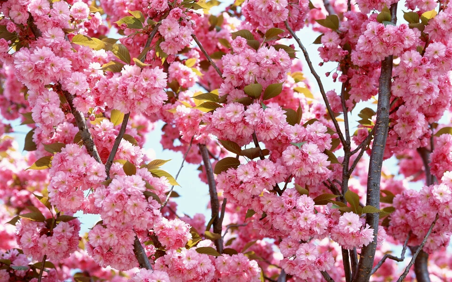 Розовая вишня букв. Черри блоссом цветок. Вишня розовоцветущая. Pink черри блоссом дерево деревья. Сакура цветение растения.