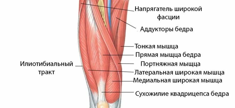 Сухожилие бедро задняя. Четырёхглавая мышца колена. Повреждение сухожилия четырехглавой мышцы бедра. Разрыв сухожилия четырехглавой мышцы. Сухожилие четырехглавой мышцы бедра анатомия.