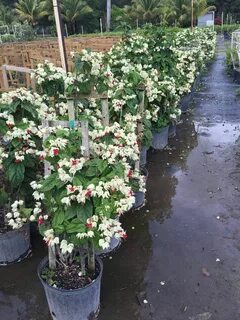Клеродендрум томпсона размножение