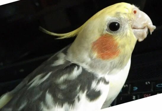 Глаза кореллы. Расцветки кореллы попугая. Как видят кореллы. Корелла нимфа окрасы. Корелла попугай расцветки.