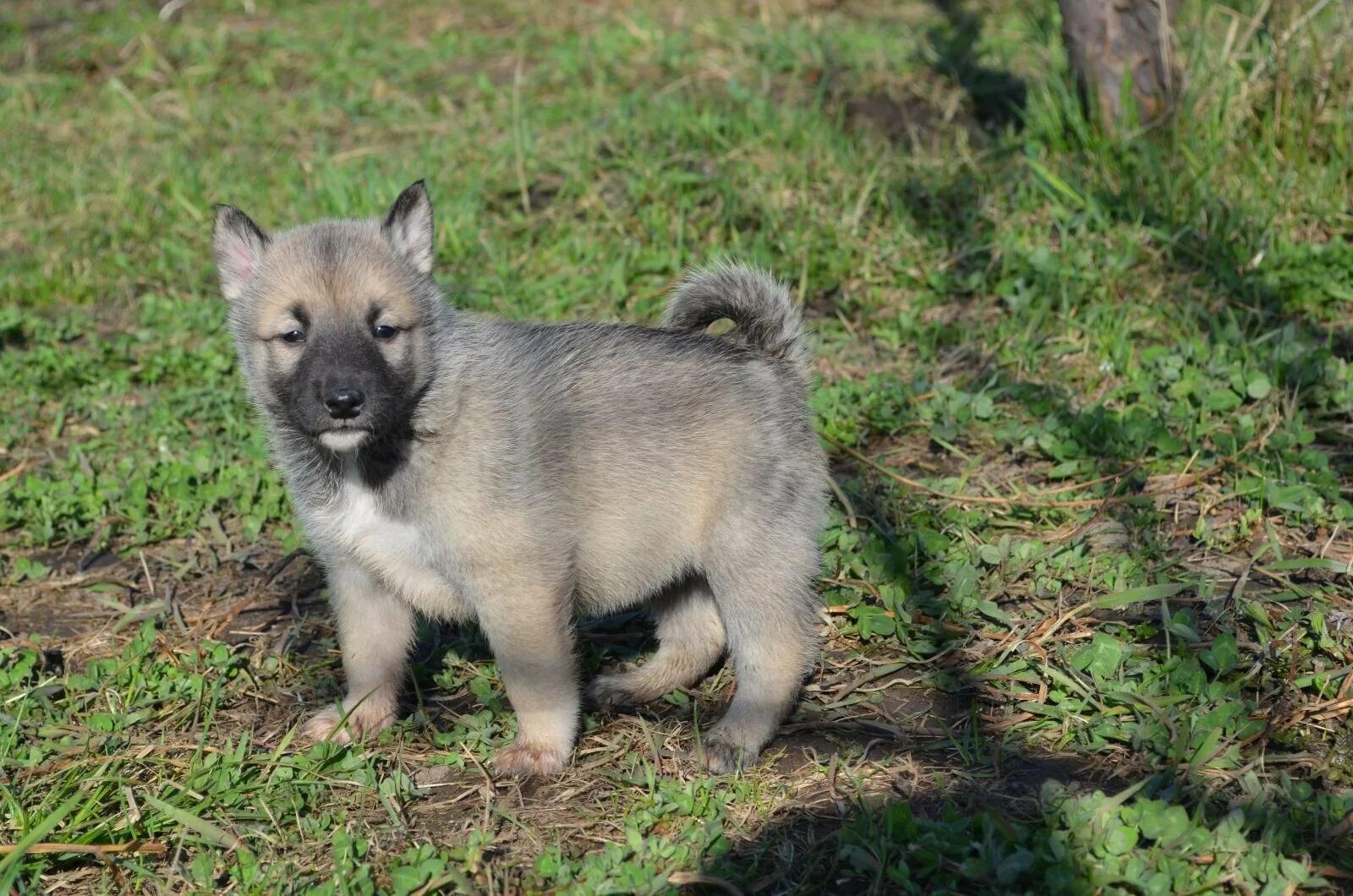 Как выглядит щенок лайки. Западносибирская лайка маленькая. Западно сибирская лайка щенки 2 месяца. Лайка фото. Как выглядит щенок лайки.
