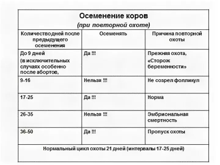 Через сколько приходит в охоту