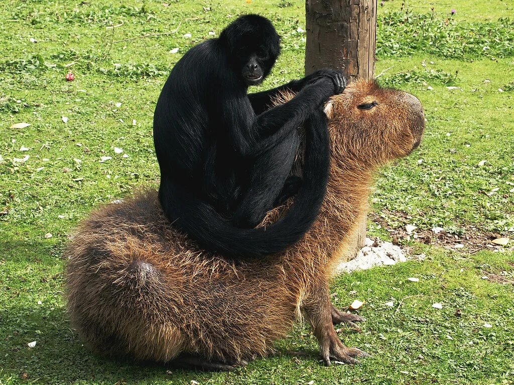 Others animals