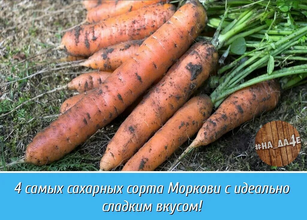 Какой сорт моркови лучше сажать под зиму. Морковь растет. морковь под зиму. прополка моркови. морковь помидорчик сорт.