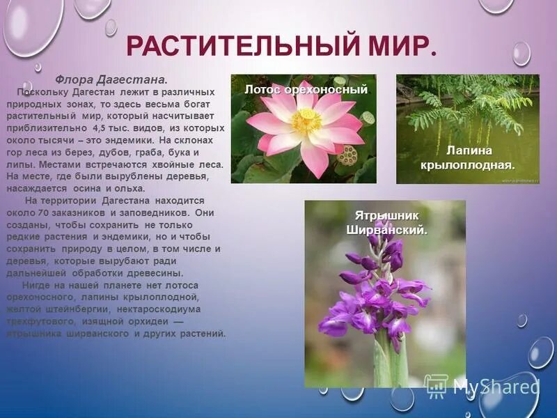 Какие растения внесены в красную книгу дагестана. Растительный мир дагестана. красная книга дагестана растения. красная книга дагестана растения и животные. проект растительный мир дагестана.
