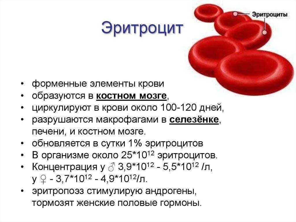 Эритроциты повышены о чем говорит. Количество эритроцитов в крови человека. эритроциты в крови 4.0 что это. норма содержания эритроцитов в крови. эритроциты клетки крови норма.