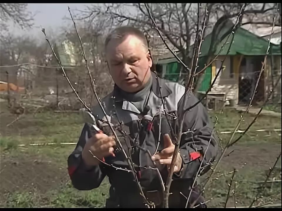 Летняя обрезка молодых деревьев