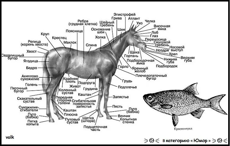 Конь части слова. Части тела лошади. Части тела лошади названия. Внешнее строение лошади. Репица хвоста.