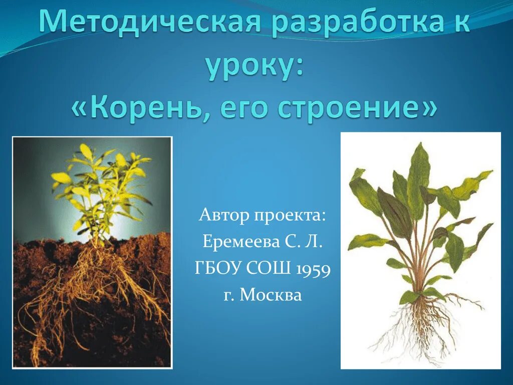 Корни урок 8 класс. Растение и его корень. Корни урок. Урок . Корень и корневая система.. Растение корень похож на человека.